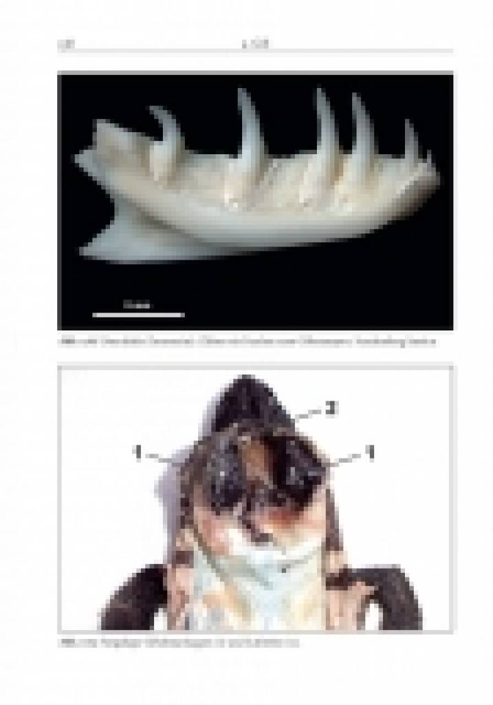 Die Gila-Krustenechse – Heloderma suspectum
